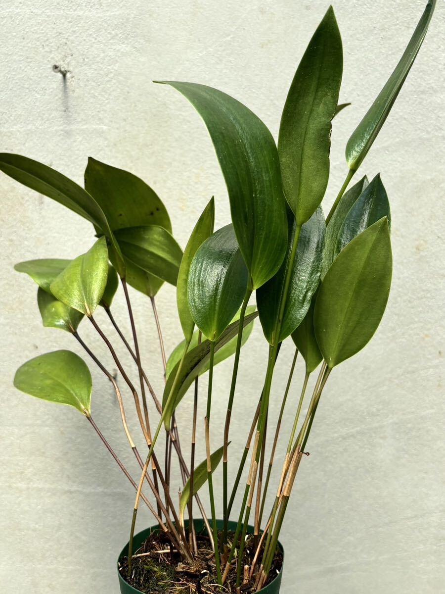 【vandaka】Pleurothallis lindenii プレウロタリス リンデニー 小型洋蘭 原種洋ラン ミニチュアオーキッド ペルー便 高山性_画像8