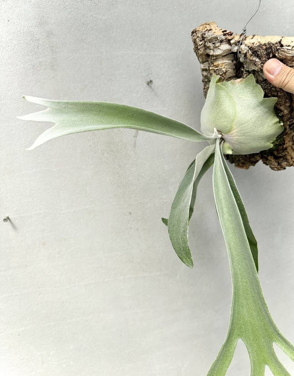 P. \'Lumina White\' staghorn fern [vandaka]