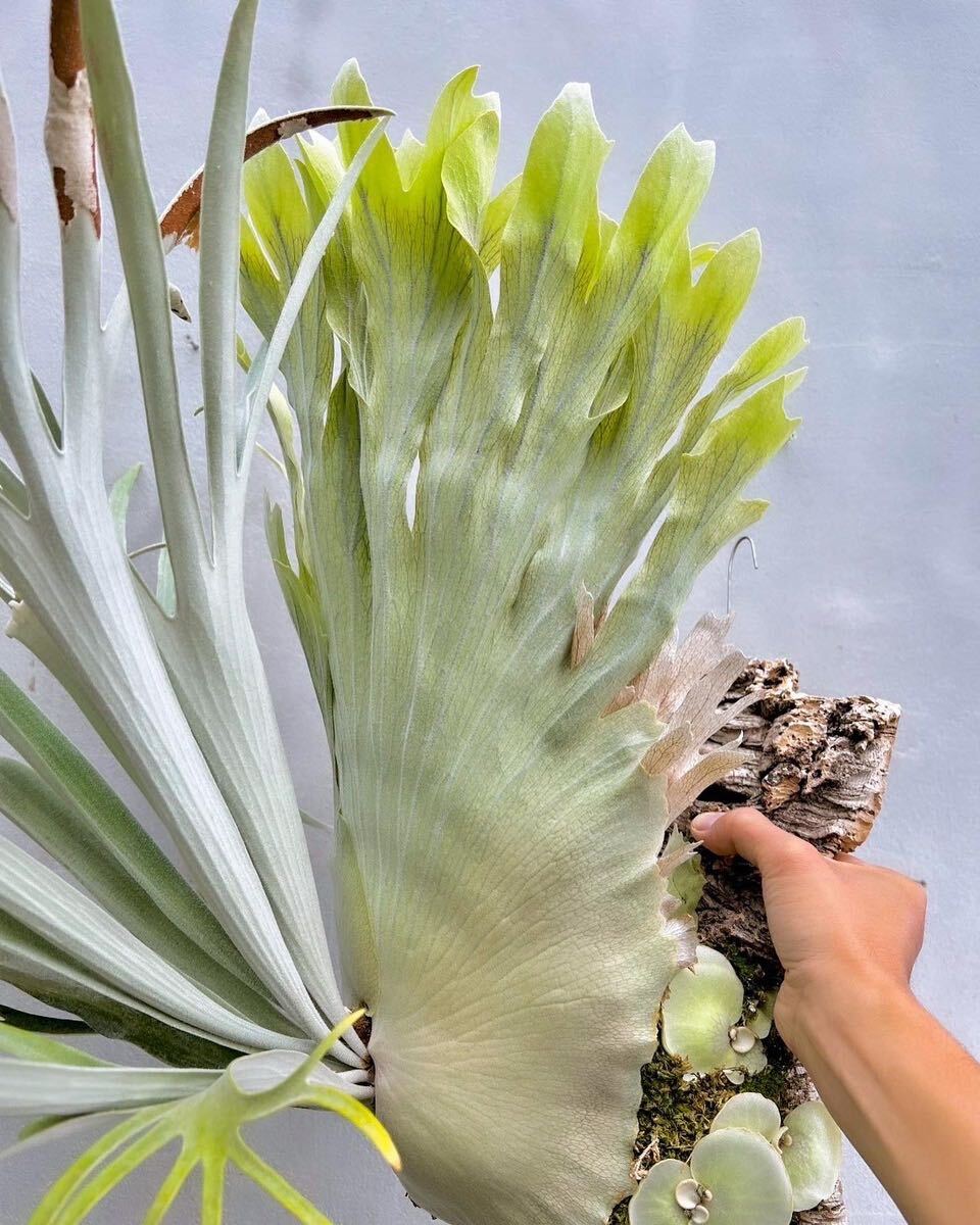 P. \'Hanuman\' staghorn fern [vandaka]