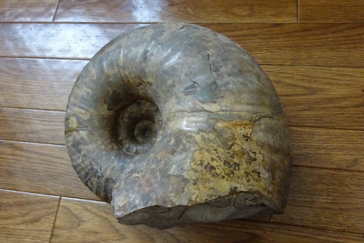 長期保管品 詳細不明 大き目 アンモナイト 化石 重量 おおよそ15kg 観賞石 飾石 置物 説明文参照下さい_画像3