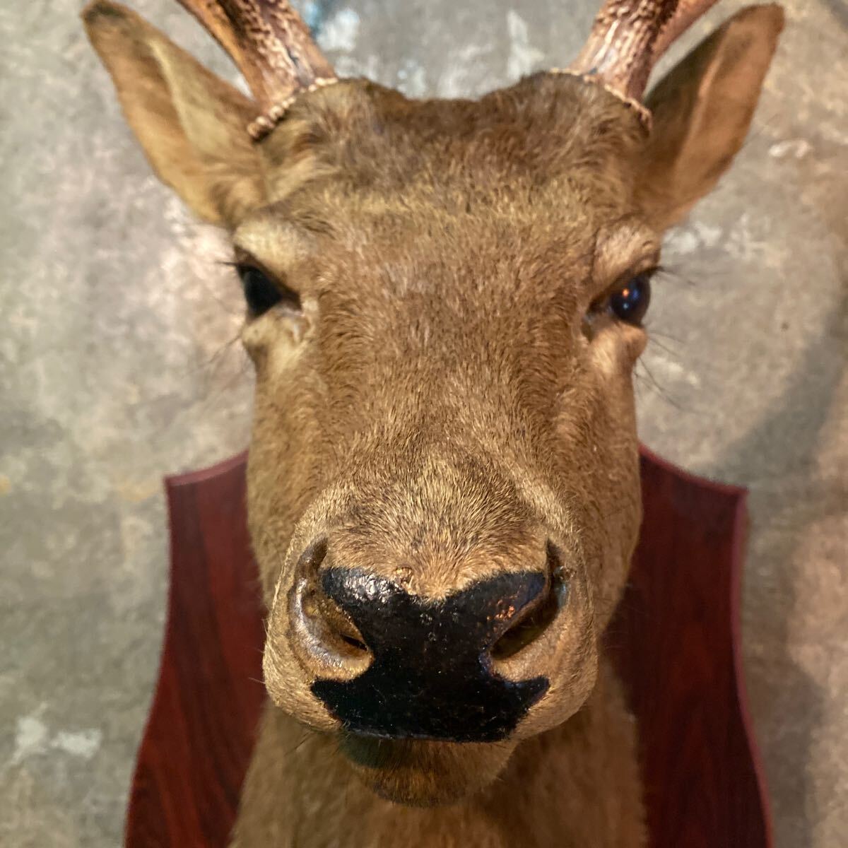 鹿の剥製 ①オブジェビンテージの画像9