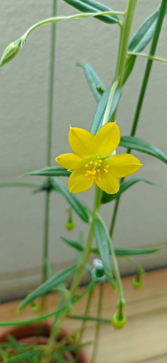 タリナムカフラム（塊根植物）　種子２０粒_画像2