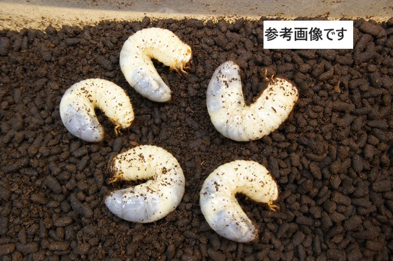 ★☆国産カブトムシ幼虫 6頭 (No.6)☆★_画像1