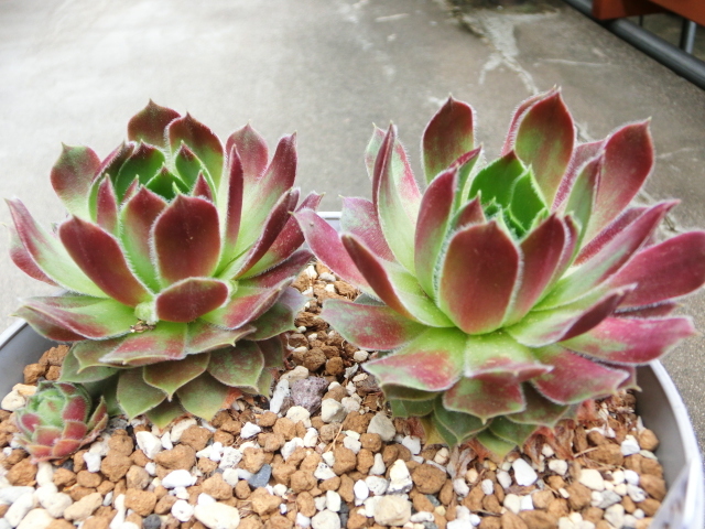 多肉植物★センペルビウム　ラウンドロビン　迫力の大型種　紅葉も綺麗！★２株　子株付き_画像1