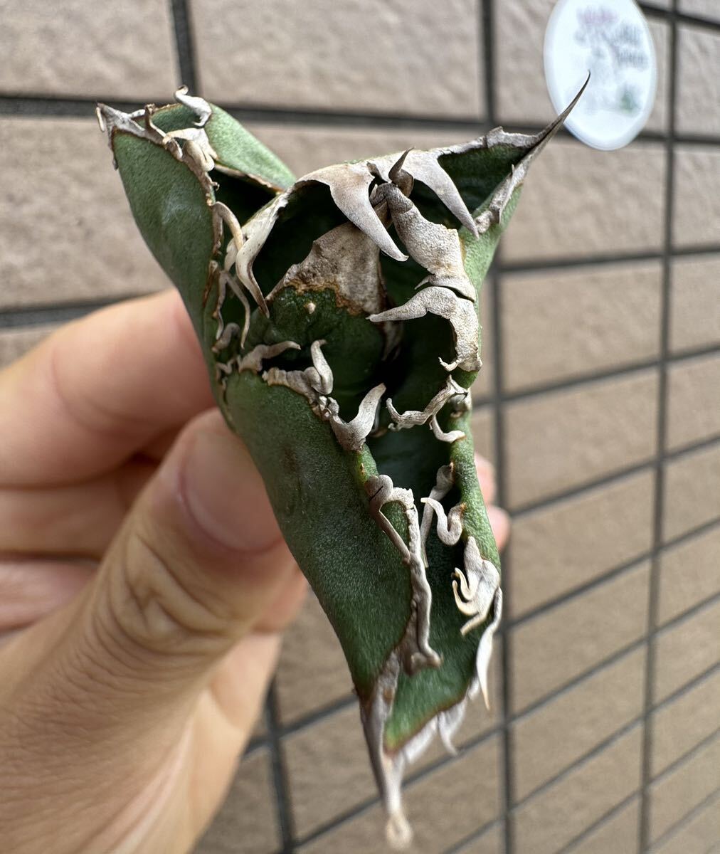 Agave Titanota ”COK_01” 特選子株　ぶつぶつ　エアー発根済み　インドネシア産　アガベ　オテロイ　チタノタ　[Chill__Plants] チルプラ_画像2