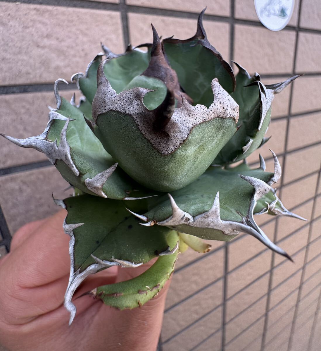 Agave Titanota ”DRAFT MINI“ 7CM 子株2つ付き ムチムチ インドネシア産 アガベ オテロイ チタノタ [Chill__Plants] チルプラ の画像4