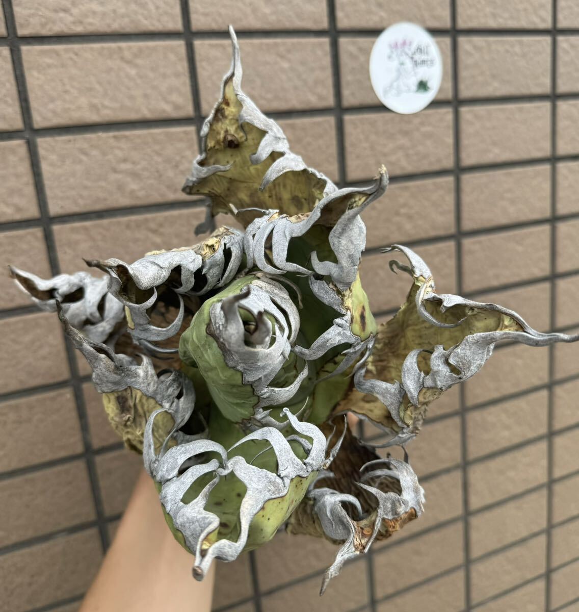 アガベ“OAXACA WILD””Super Special Edition ” バケモノ個体 オテロイ メキシコ チタノタ 選抜個体株 チルプラ[Chill__Plants] の画像10