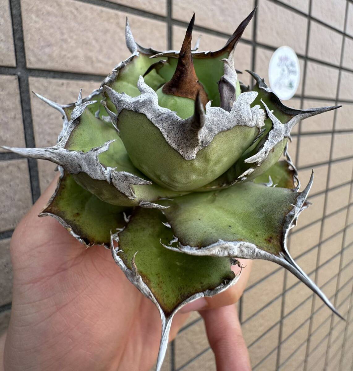 Agave Titanota ”ITALIY FO076” 超選抜個体 8CM“ 子株一株付き イタリア産 アガベ オテロイ チタノタ [Chill__Plants] チルプラ の画像3