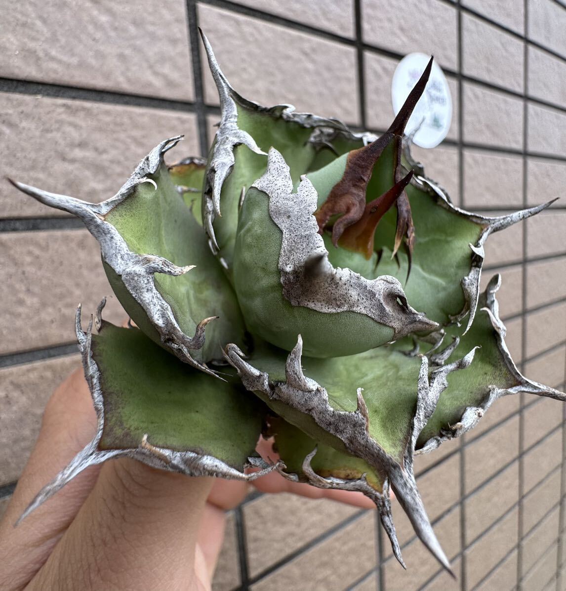 Agave Titanota ”ITALIY FO076” 超選抜個体 8CM“ イタリア産 アガベ オテロイ チタノタ [Chill__Plants] チルプラ の画像1