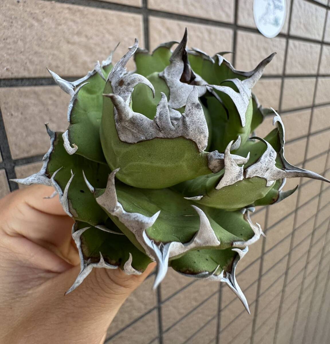 Agave Titanota ”DRAFT MINI“ 超特選抜株8CM ムチムチ インドネシア産 アガベ オテロイ チタノタ [Chill__Plants] チルプラ の画像4