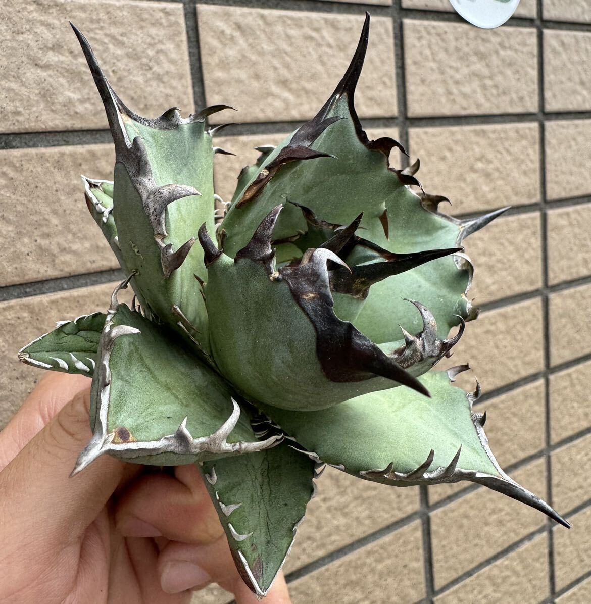 Agave Titanota ”阿修羅“ 選抜連棘個体 10CM 青葉 ムチムチ インドネシア産 アガベ オテロイ チタノタ [Chill__Plants] チルプラの画像4