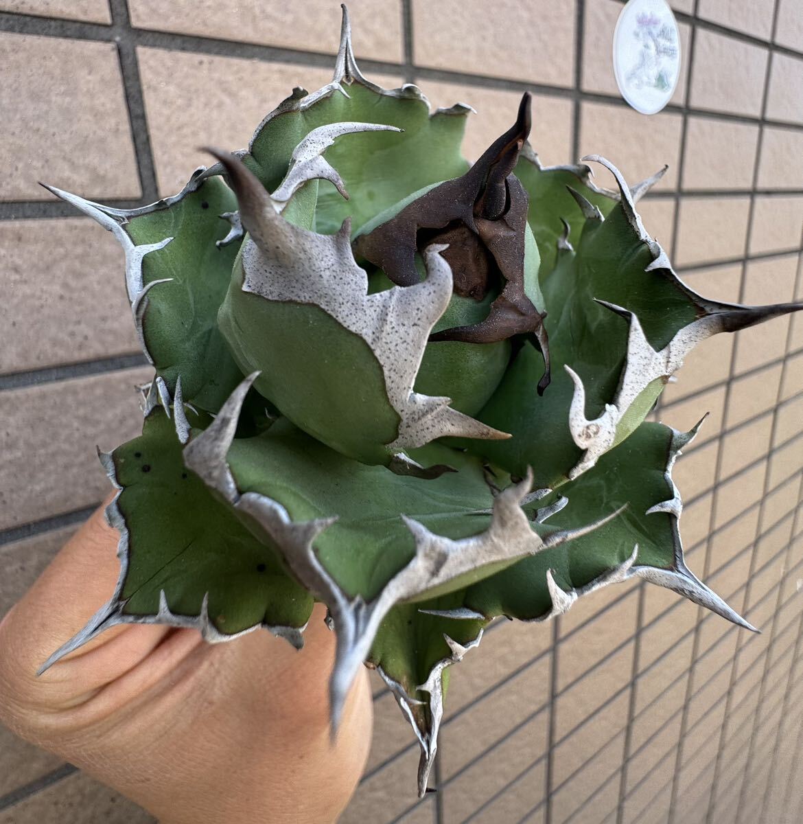 Agave Titanota ”DRAFT MINI“ 8CM 子株5つ付き ムチムチ インドネシア産 アガベ オテロイ チタノタ [Chill__Plants] チルプラ の画像3