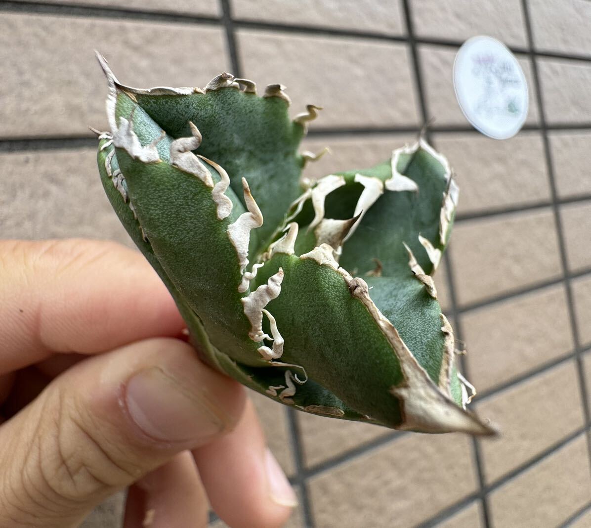 Agave Titanota ”COK_01” 特選子株 ぶつぶつ インドネシア産 アガベ オテロイ チタノタ [Chill__Plants] チルプラ の画像1