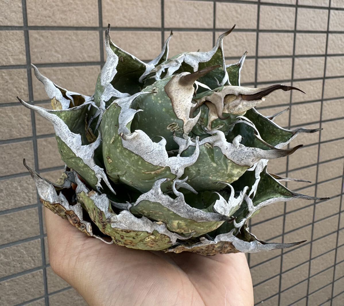  agave *OAXACA WILD~ or is ka*12CM~.. top recommendation individual o terrorism i Mexico chitanota selection . individual stock Chill pra [Chill__Plants]