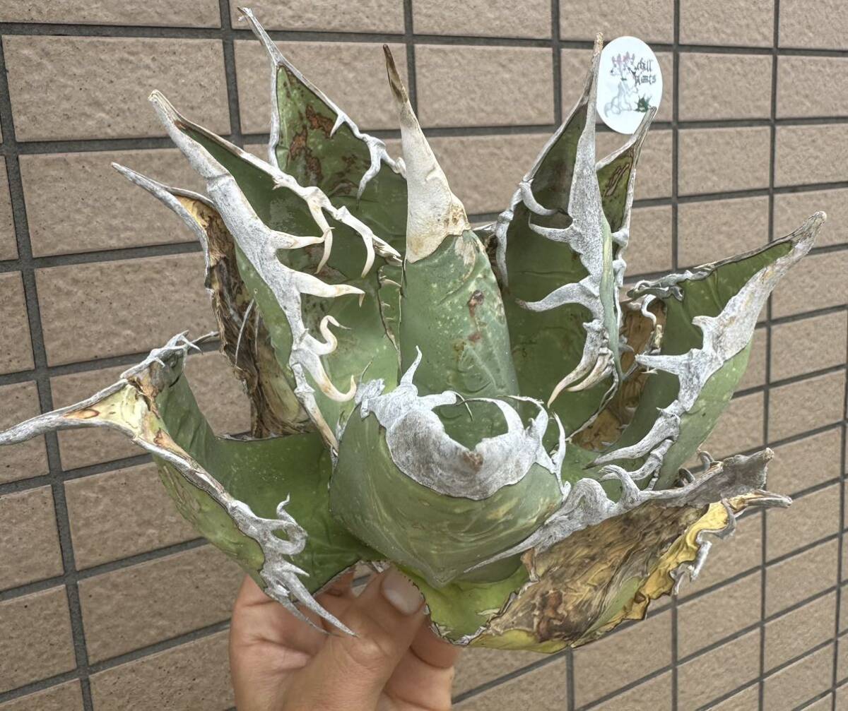 アガベ“OAXACA WILD” オアハカ トップバンドあり サイド鋸歯長い個体 オテロイ メキシコ チタノタ チルプラ[Chill__Plants] の画像5