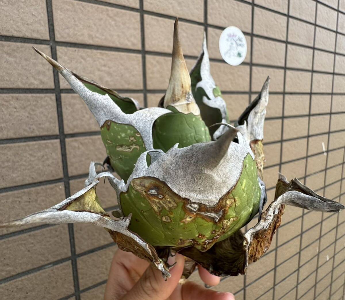 アガベ“OAXACA WILD” オアハカ　バンド幅あり　オテロイ　メキシコ　チタノタ 選抜個体株　チルプラ[Chill__Plants] _画像4