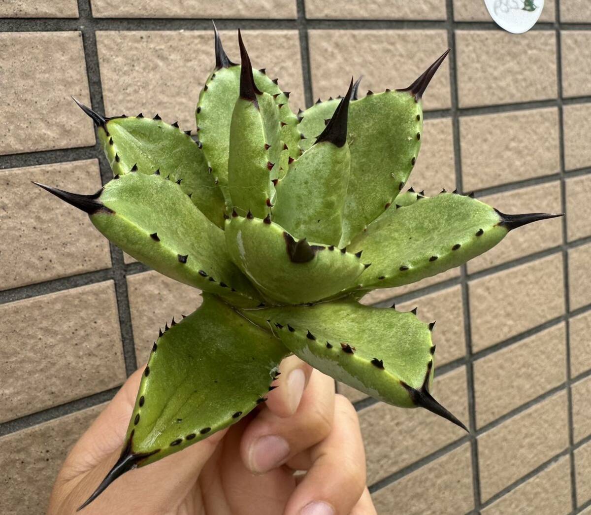 Agave ”Agave macroacantha × potatorum）八荒雷神 ムチムチ短葉個体 アガベ [Chill__Plants] チルプラの画像2