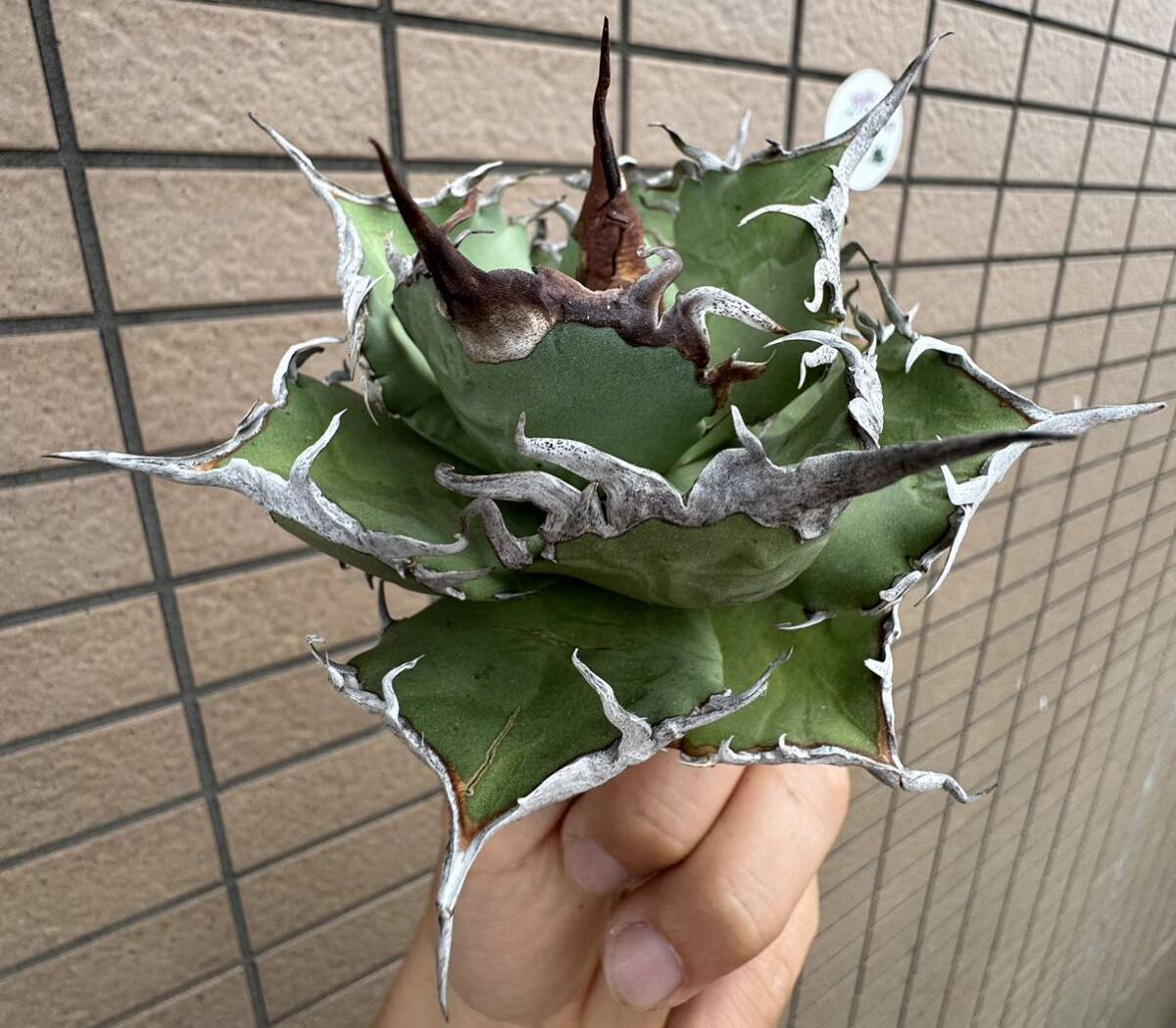 Agave Titanota ”DENNIS 020“ 親株(12cm) 子株一株付き　高級株　アガベ　[Chill__Plants] チルプラ_画像2