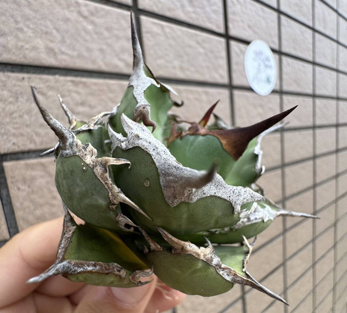 Agave Titanota ”ITALIY FO076” “7CM“(01) イタリア産 アガベ オテロイ チタノタ [Chill__Plants] チルプラ の画像1