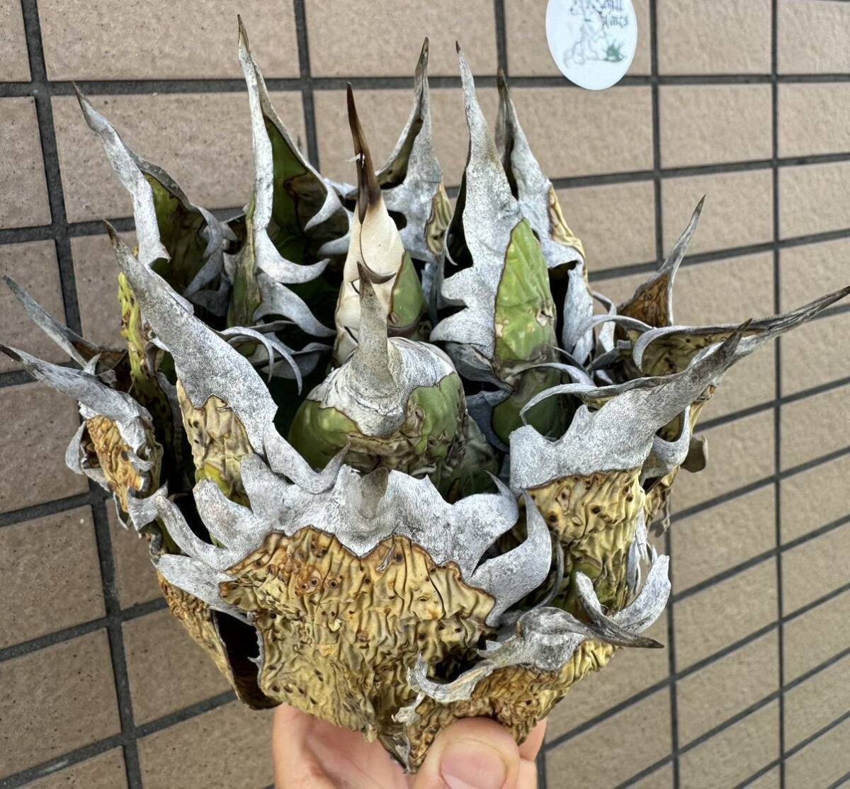 アガベ“OAXACA WILD” オアハカ バケモノレベル オテロイ メキシコ チタノタ 選抜個体株 チルプラ[Chill__Plants] の画像2