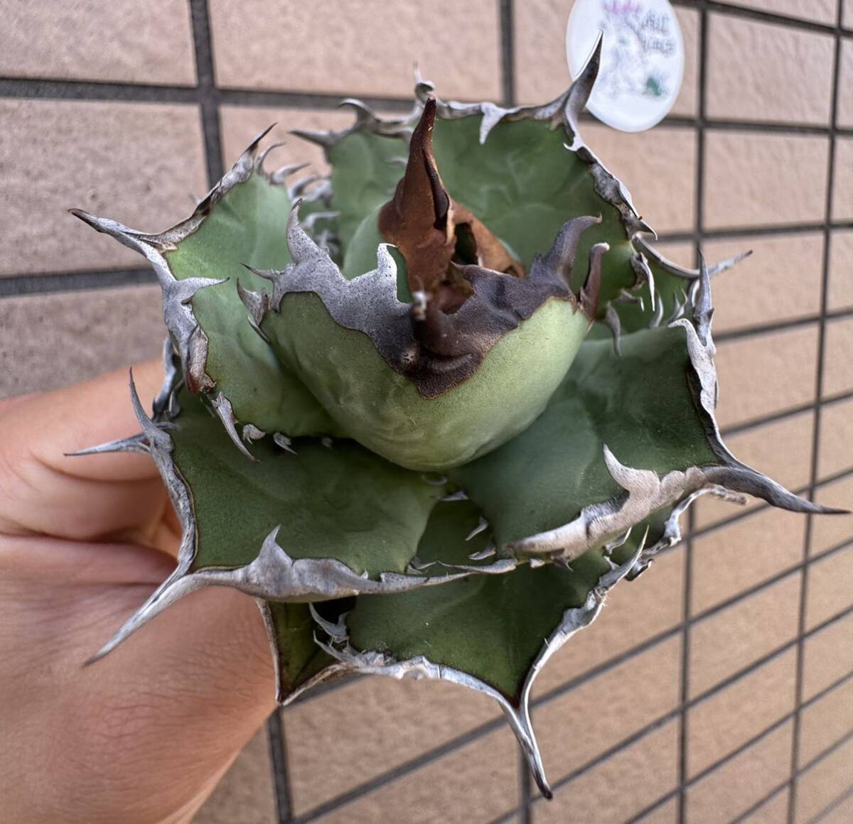 Agave Titanota ”ITALIY FO076” 超選抜個体 7cm イタリア産 アガベ オテロイ チタノタ [Chill__Plants] チルプラ の画像1