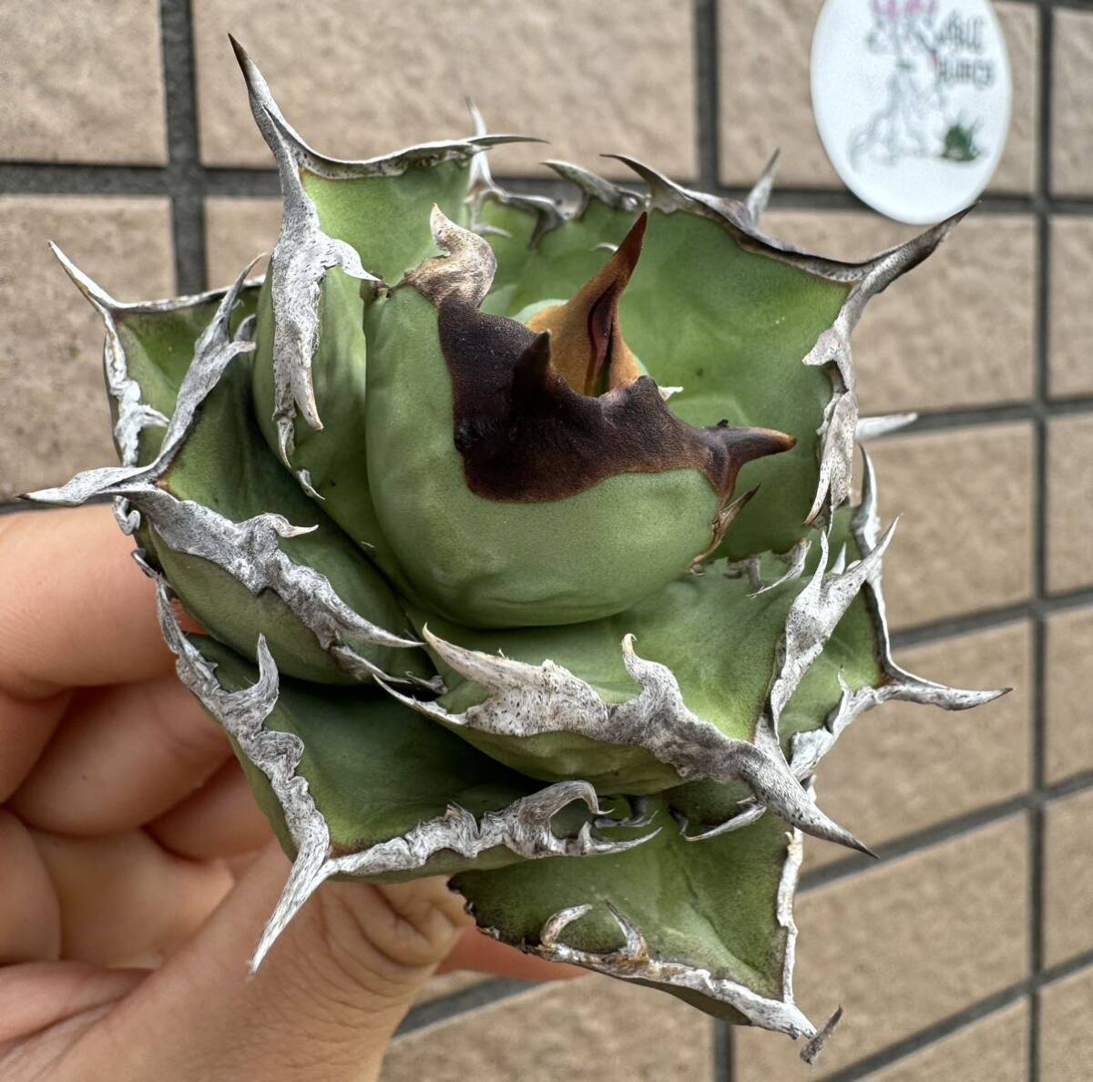 Agave Titanota ”ITALIY FO076” 超選抜個体　子株一株付き　“8CM” イタリア産　アガベ　オテロイ　チタノタ　[Chill__Plants] チルプラ_画像1