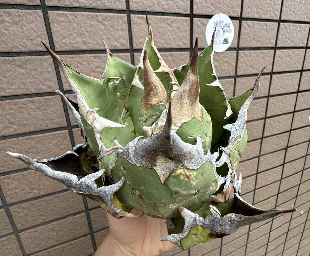 アガベ“OAXACA WILD Special Edtion” ワイルドかつ鋸歯幅　オテロイ　メキシコ　チタノタ 選抜個体株　チルプラ[Chill__Plants] _画像2