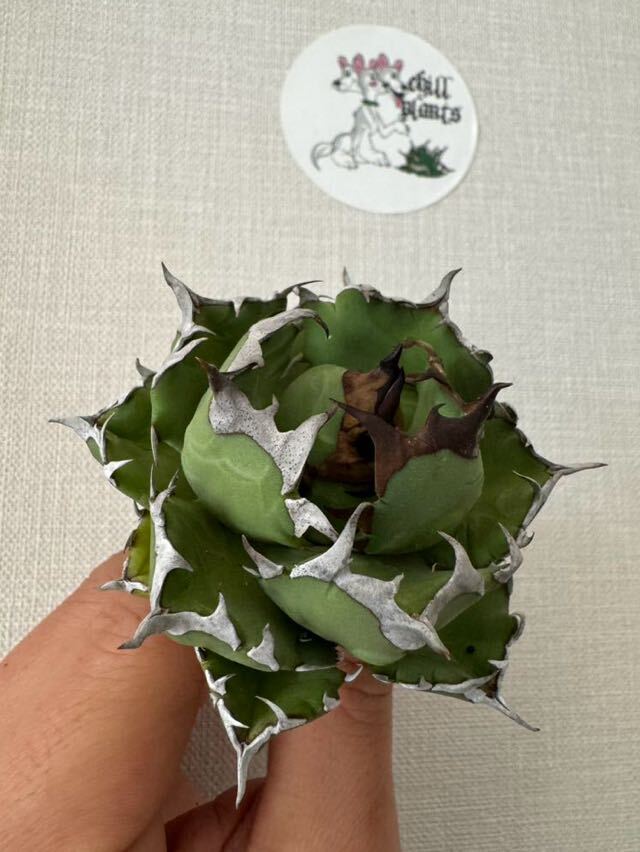 Agave Titanota ”DRAFT MINI“ 8cmムチムチ インドネシア産 アガベ オテロイ チタノタ [Chill__Plants] チルプラ の画像3