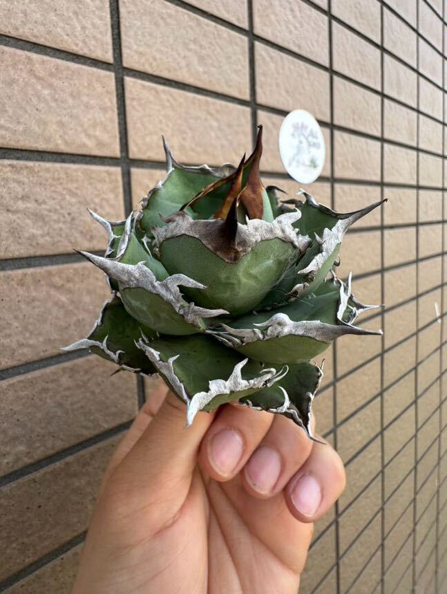 Agave Titanota ”ITALIY FO076” 超選抜個体　子株1つ付き　手乗りサイズ　イタリア産　アガベ　オテロイ　　[Chill__Plants] チルプラ　_画像2