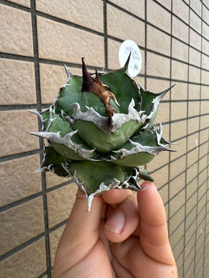 Agave Titanota ”ITALIY FO076” 超選抜個体　子株1つ付き　手乗りサイズ　イタリア産　アガベ　オテロイ　　[Chill__Plants] チルプラ　_画像3