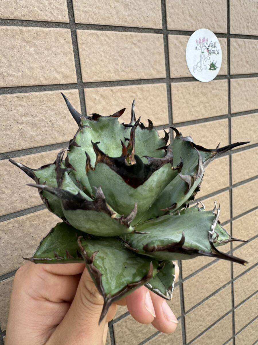 Agave Titanota ”阿修羅“ 選抜連棘個体 低重心 ムチムチ インドネシア産 アガベ オテロイ チタノタ [Chill__Plants] チルプラ の画像4