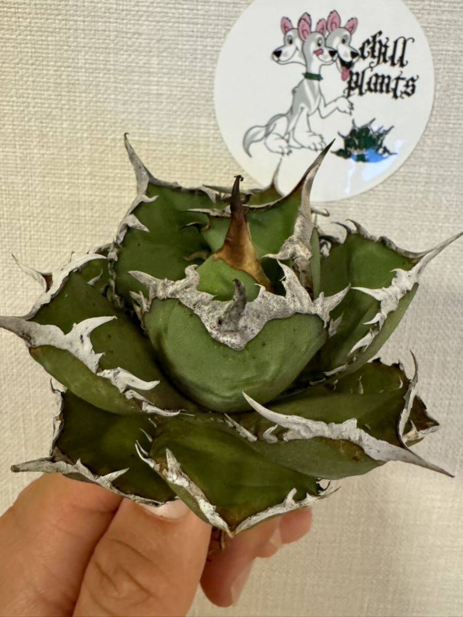 Agave Titanota ”ITALIY FO076” 7cm 子株1つ付き 手乗りサイズ イタリア産 アガベ オテロイ  [Chill__Plants] チルプラ の画像4