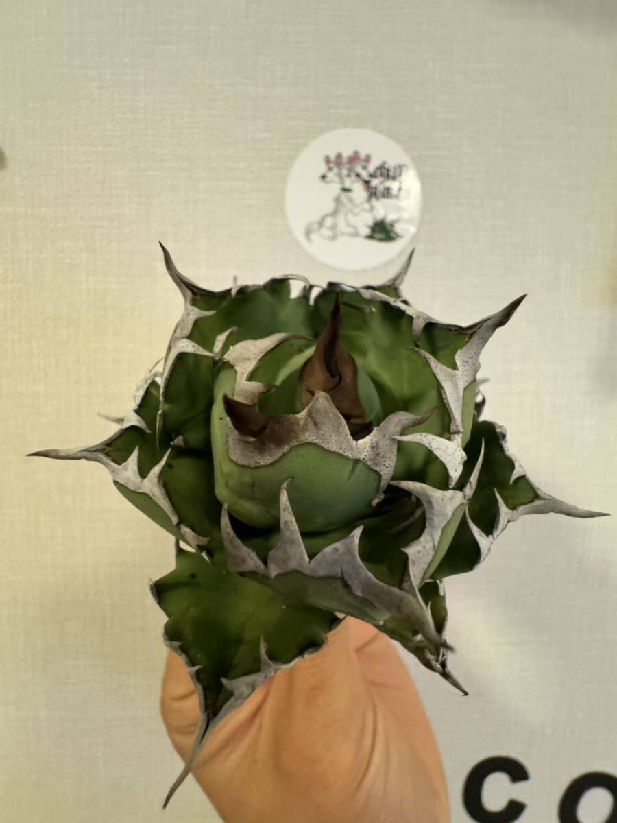 Agave Titanota ”DRAFT MINI“ 8cm 子株3つ付き ムチムチ インドネシア産 アガベ オテロイ チタノタ [Chill__Plants] チルプラ の画像4