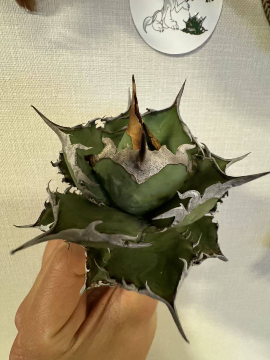 Agave Titanota ”ITALIY FO076” (04) 9cm 子株1つ付き 手乗りサイズ イタリア産 アガベ オテロイ  [Chill__Plants] チルプラ の画像1