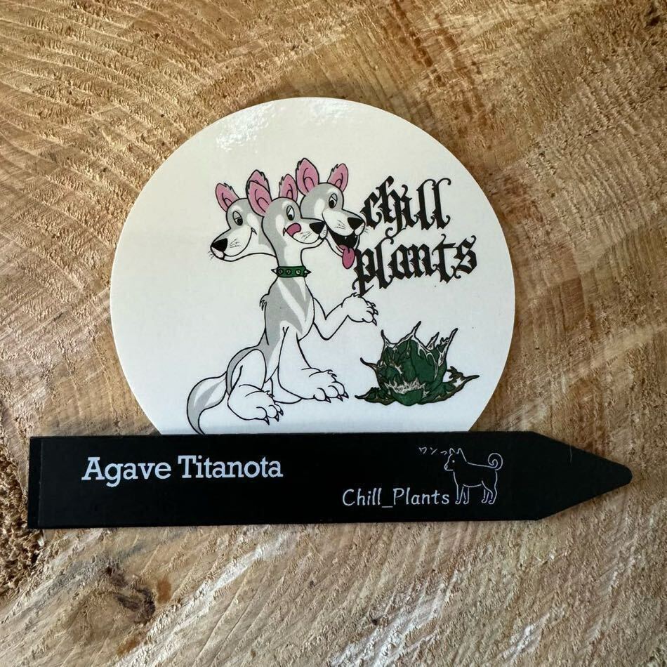 Agave Titanota ”ITALIY FO076” “7CM“(01) イタリア産 アガベ オテロイ チタノタ [Chill__Plants] チルプラ の画像5