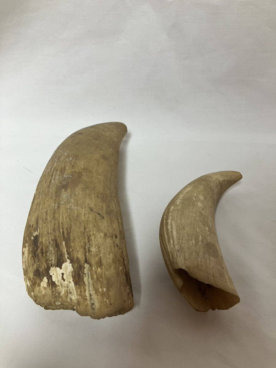 鯨の歯　くじらの歯 クジラの歯 歯牙 印材 根付 加工材料　計2本 総重量約1,102g 鯨歯_画像4