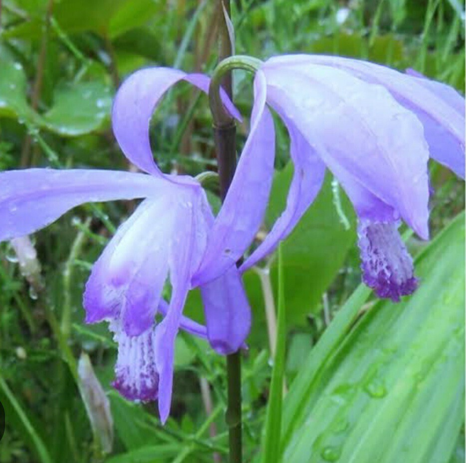  голубой фиолетовый орхидея голубой si Ran ①