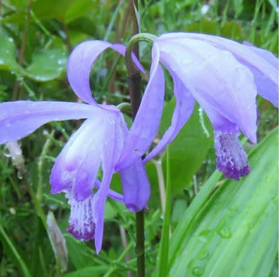 blue purple orchid blue si Ran ④