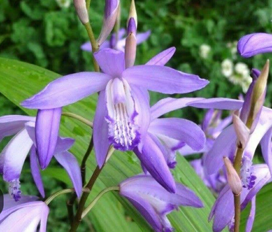 blue purple orchid blue si Ran ②
