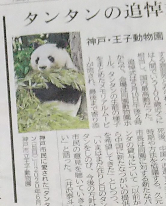 神戸 王子動物園 タンタン 新聞記事 パンダ 旦旦 新聞の画像1