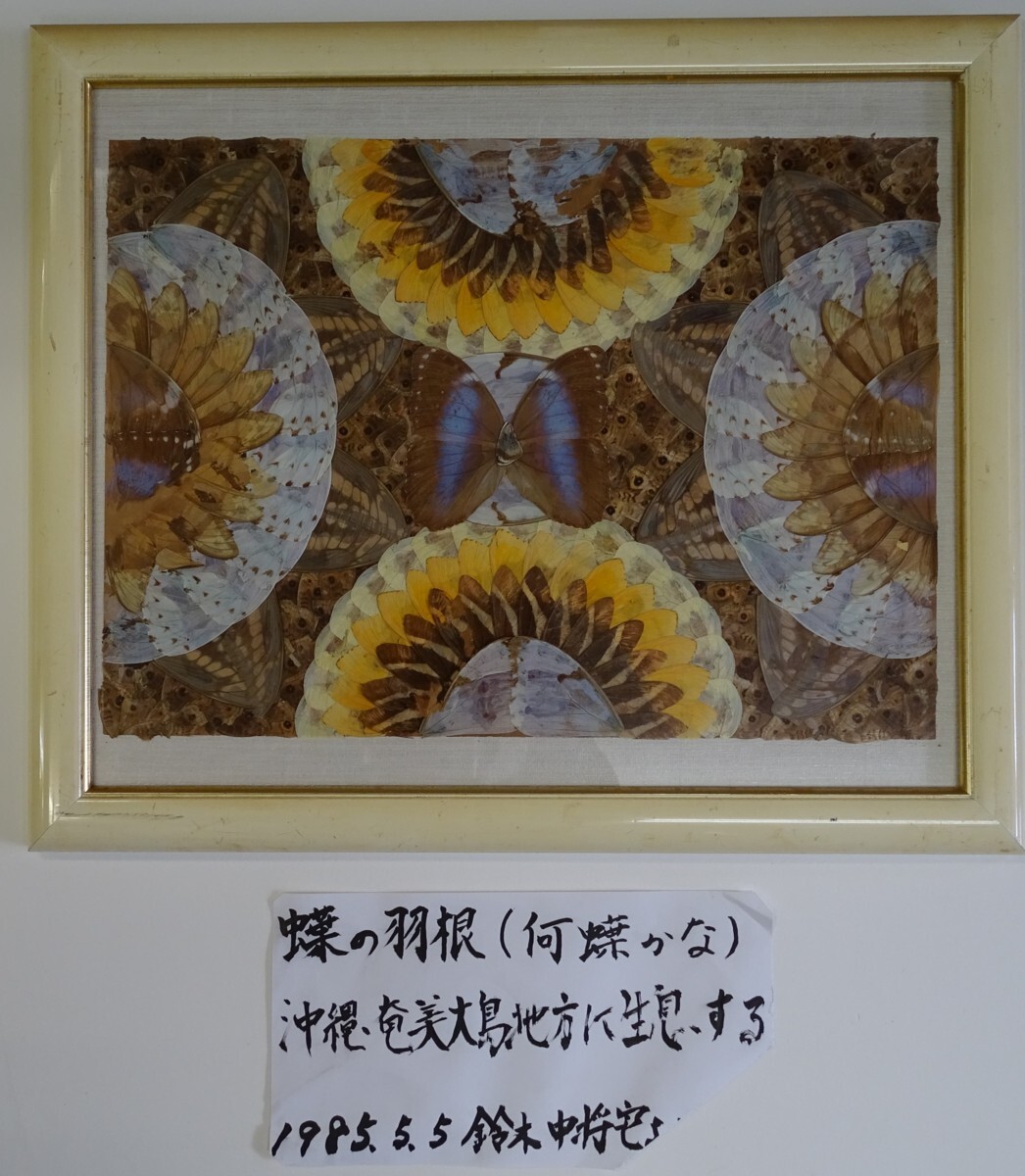 * товар : * бабочка. перо * Okinawa Amami Ooshima район . сырой . делать бабочка .