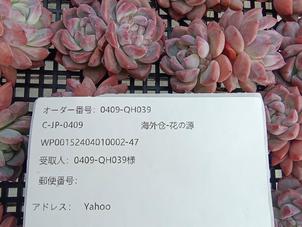 0409-QH039 ホワイトアイス25個 ☆多肉植物 エケベリア 韓国の画像3