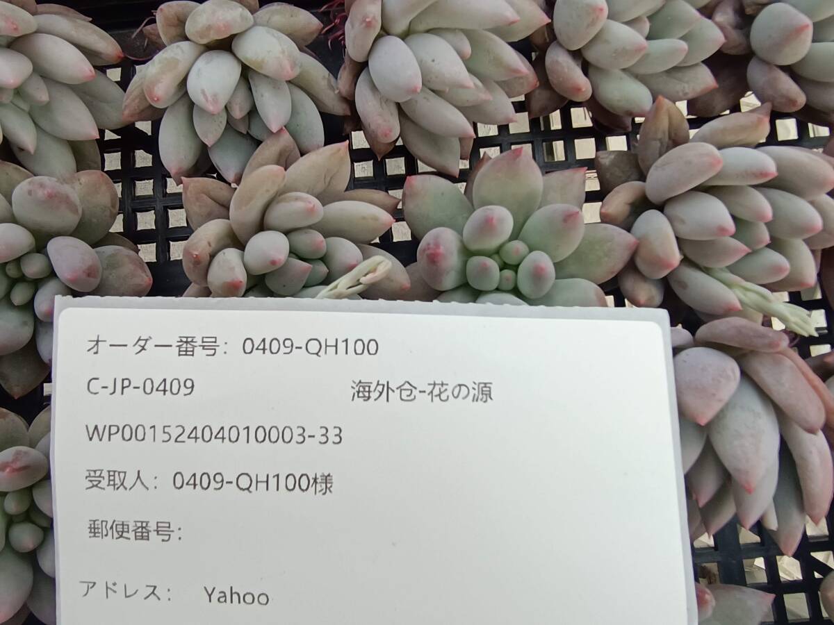 0409-QH100 エンジェルスフィンガー25個 ☆多肉植物 エケベリア 韓国の画像3