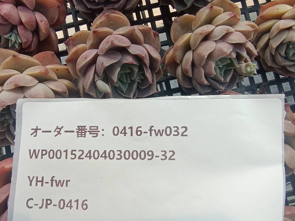 0416-fw032 レッドシー25個 ☆多肉植物 エケベリア 韓国の画像3