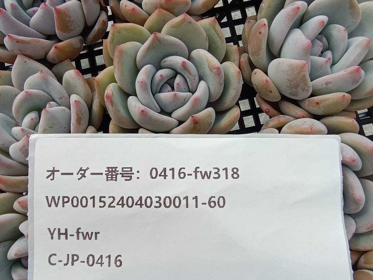 0416-fw318 レッドストーン25個 ☆多肉植物　エケベリア　韓国_画像3