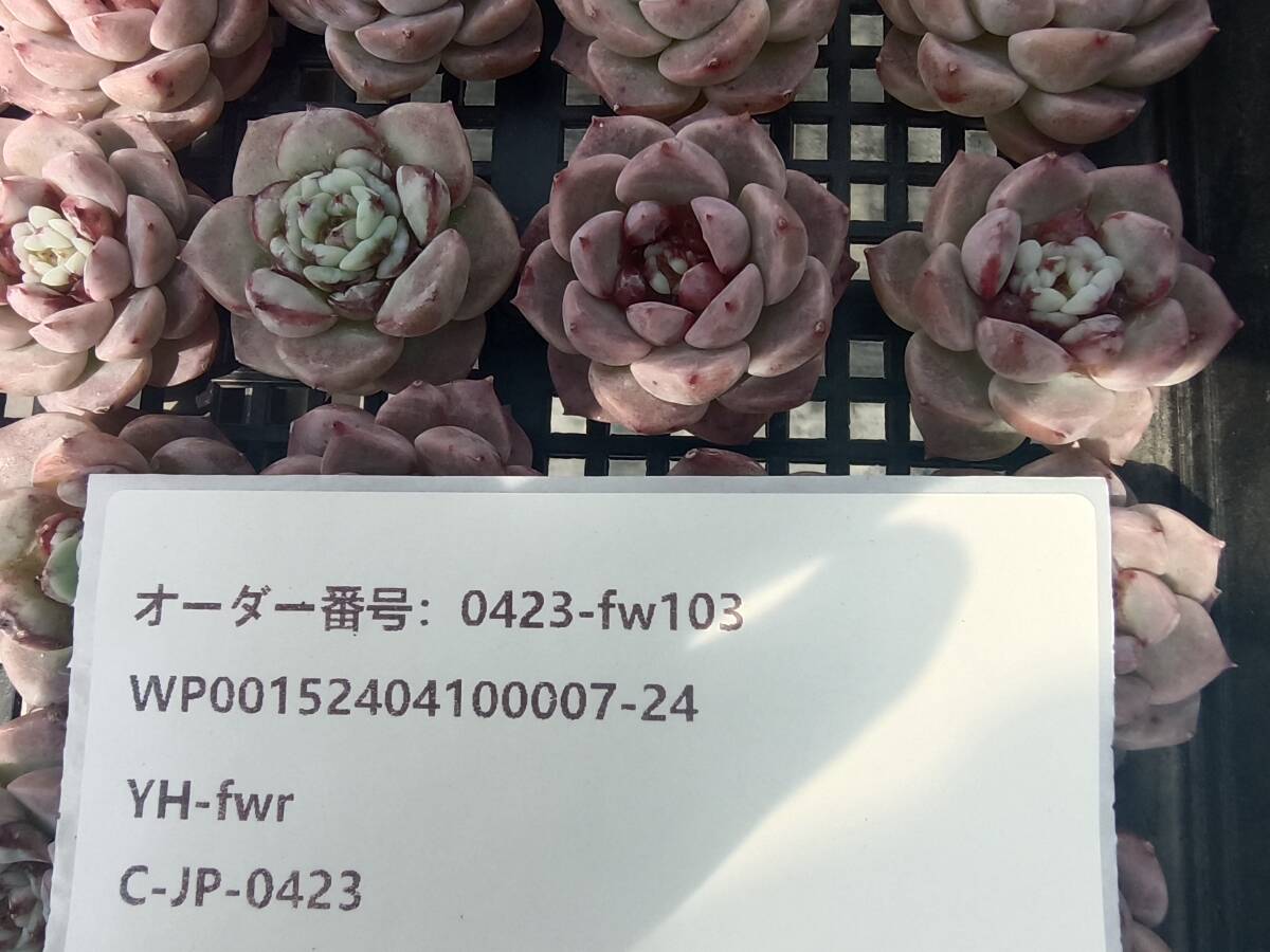 0423-fw103 レッドベルベット25個 ☆多肉植物 エケベリア 韓国の画像3