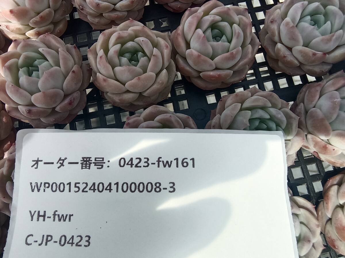 0423-fw161 スウィートアーモンド30個 ☆多肉植物　エケベリア　韓国_画像3