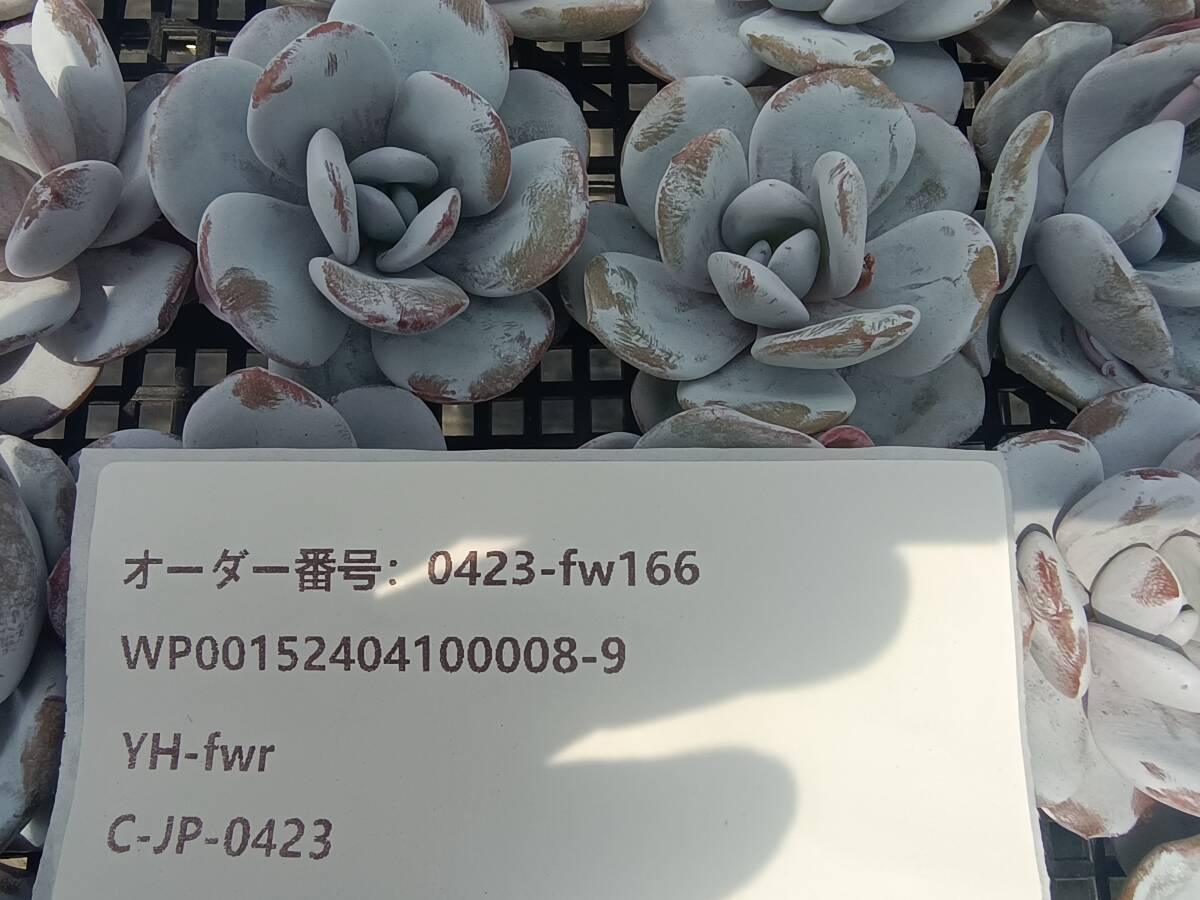 0423-fw166 ラウィ25個 ☆多肉植物 エケベリア 韓国の画像3