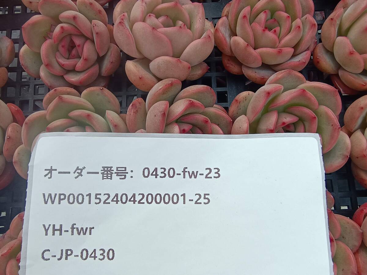 0430-fw-23 グリーンピンク25個 ☆多肉植物　エケベリア　韓国_画像3