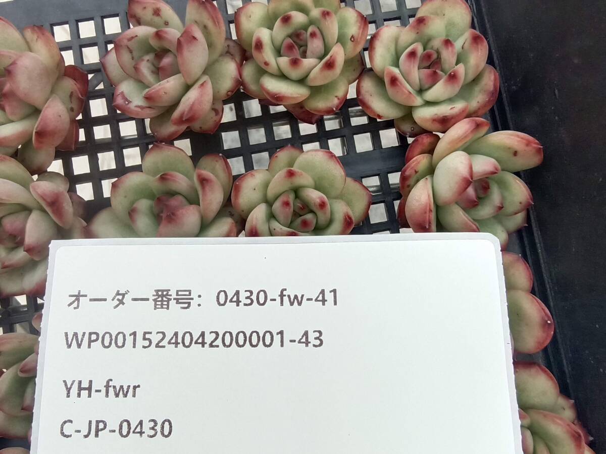 0430-fw-41 マールボロ25個 ☆多肉植物 エケベリア 韓国の画像3